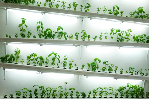aquaponic garden in home